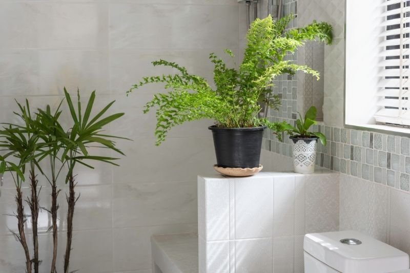 Bathroom Plant Care