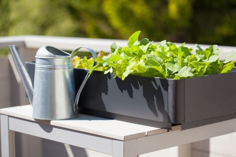 Growing vegetables on the terrace