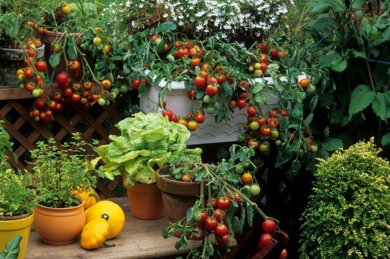 Methods for growing vegetables on the balcony