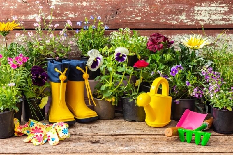 Vegetables that can grow on the balcony