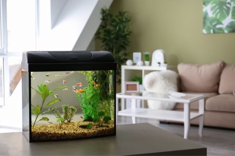 Use in aquarium for decoration