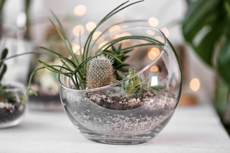 Using a terrarium on a coffee table