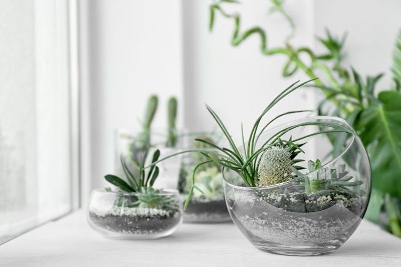 Home decoration with terrarium