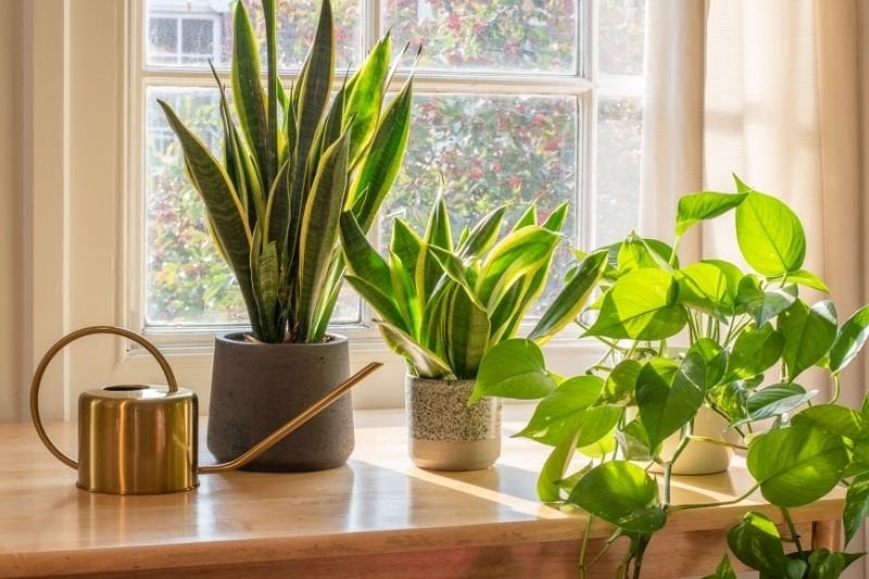 Variety of pots at home