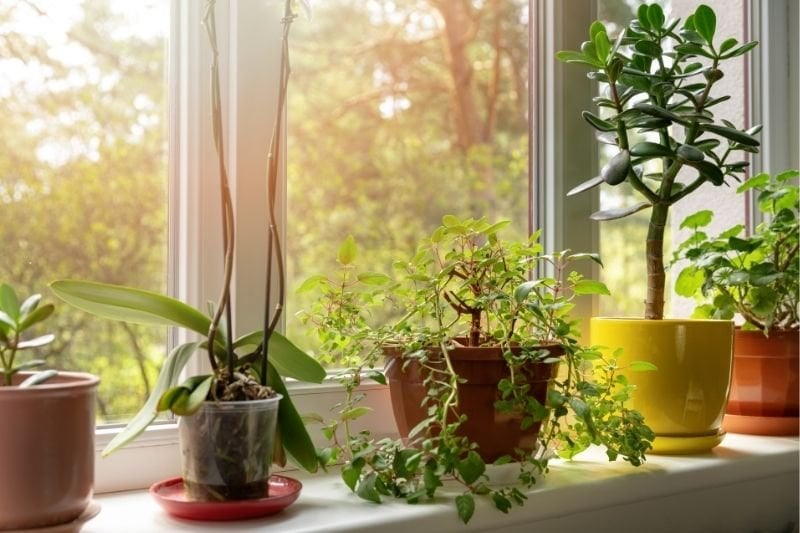 Window plants