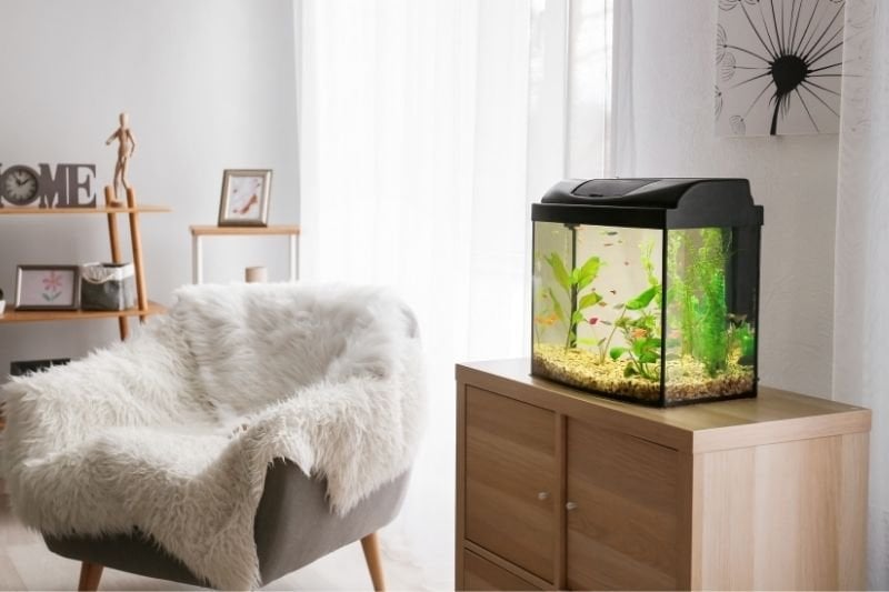 Using an aquarium at home